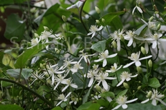 Clematis triloba